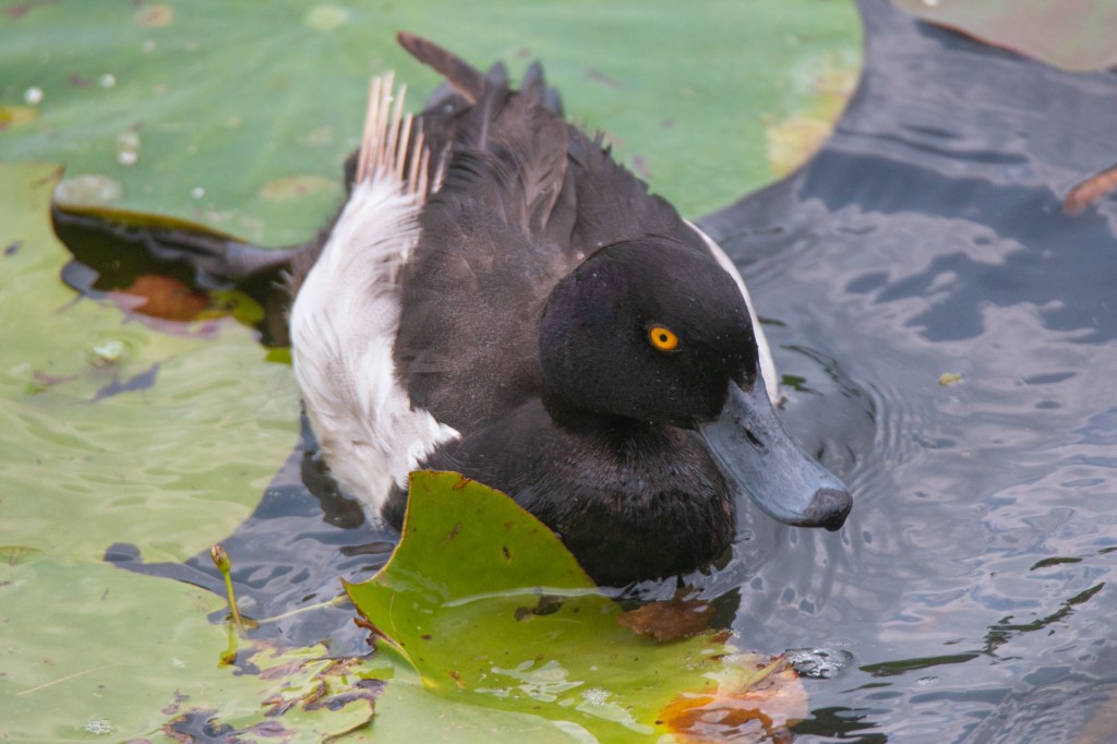 Tufted Duck Nepal