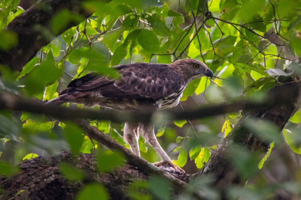 Changeable Hawk Eagle Nepal